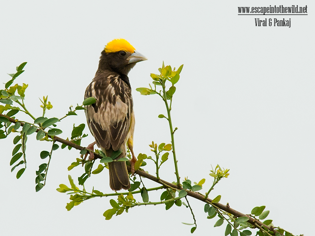 Streaked Weaver